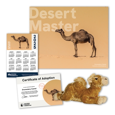 Adopt a Dromedary Camel