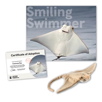 Adopt a Cownose Ray - CWNS40