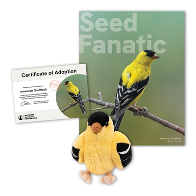 Adopt an American Goldfinch