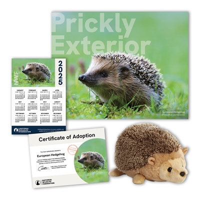 Adopt a European Hedgehog