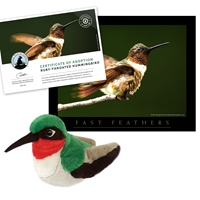 Adopt a Ruby-throated Hummingbird - HMBD40