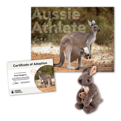 Adopt a Gray Kangaroo