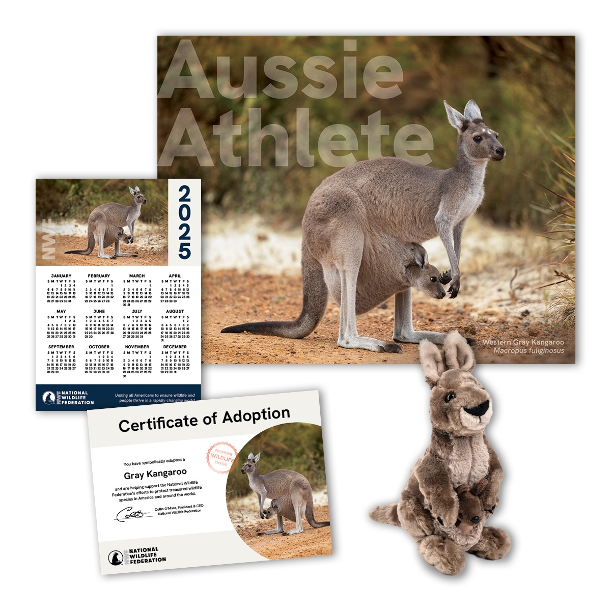 Adopt a Gray Kangaroo