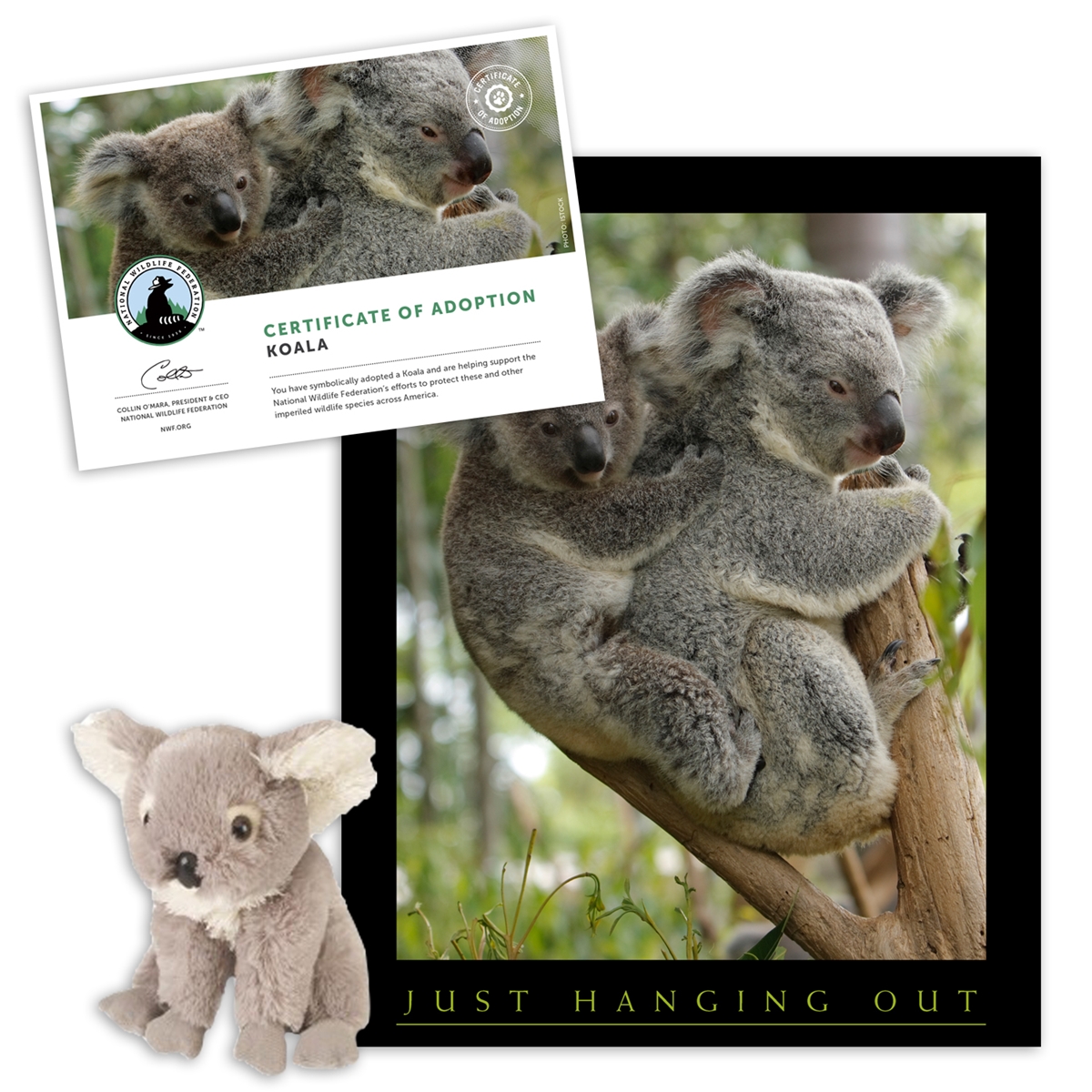 Adopt a Koala
