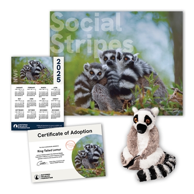 Adopt a Ring-Tailed Lemur