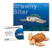 Adopt a Loggerhead Sea Turtle - LTUR40