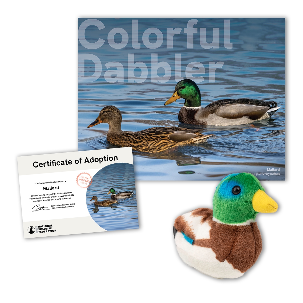 Adopt a Mallard