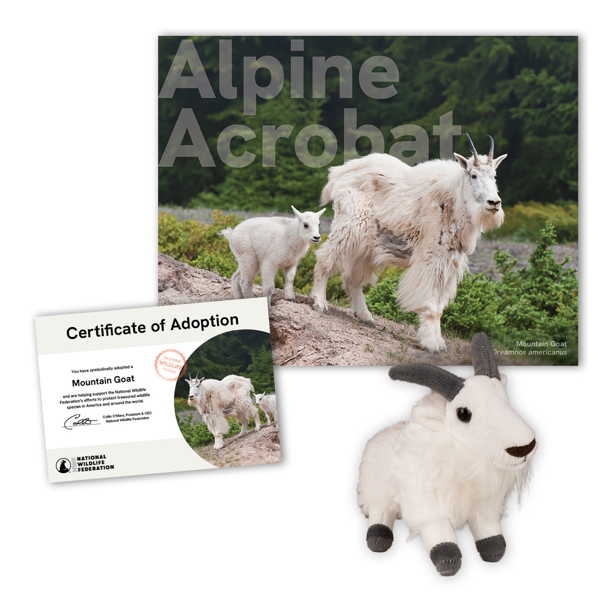 Adopt a Mountain Goat