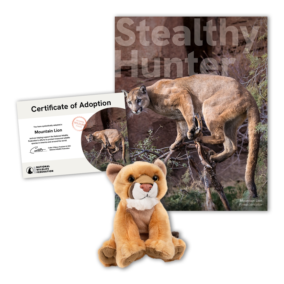 Adopt a Mountain Lion