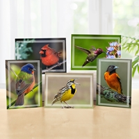 Brilliant Birds Note Card Assortment