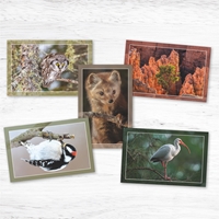 Trees for Wildlife Card Assortment