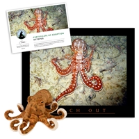 Adopt an Octopus - OCTO40