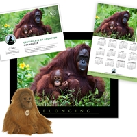 Adopt an Orangutan - ORAN60