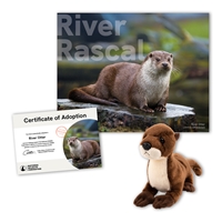 Adopt a River Otter - OTTR40