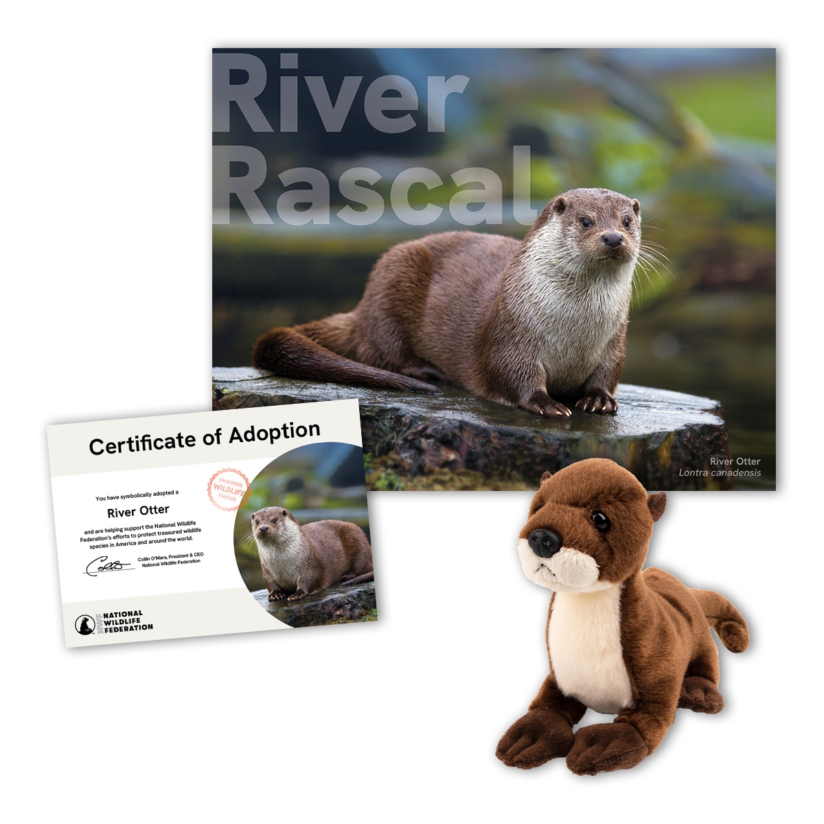 Adopt a River Otter