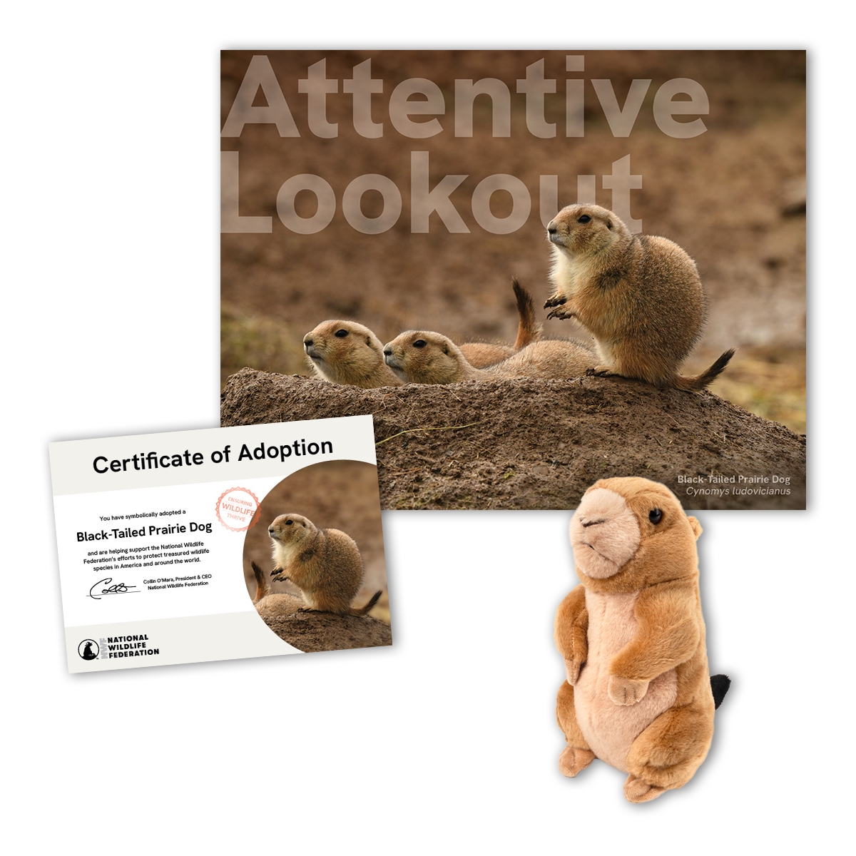 Adopt a Black-Tailed Prairie Dog