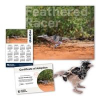 Adopt a Greater Roadrunner - RDRR60