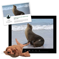 Adopt a Sea Lion - SLIN40
