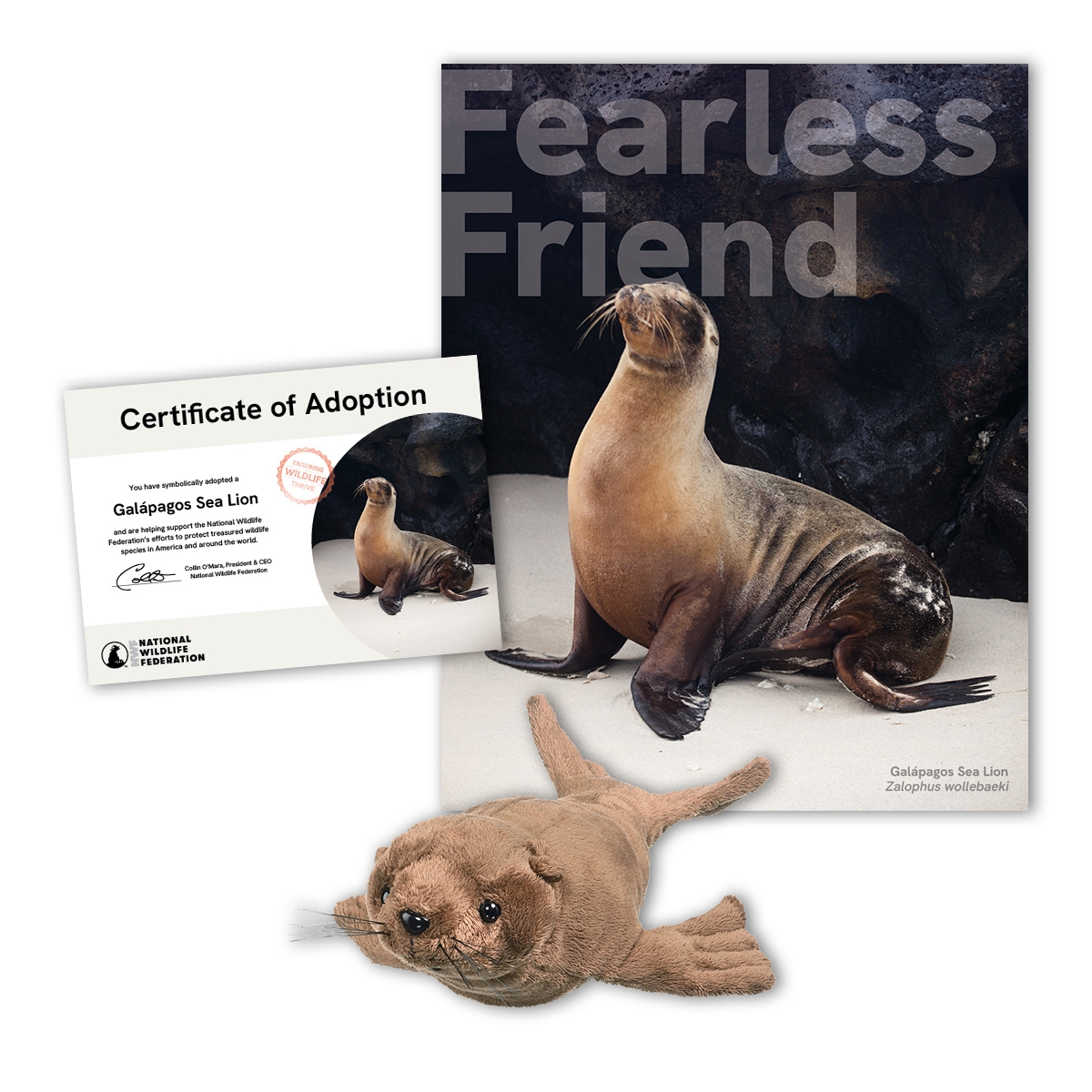 Adopt a Galapagos Sea Lion