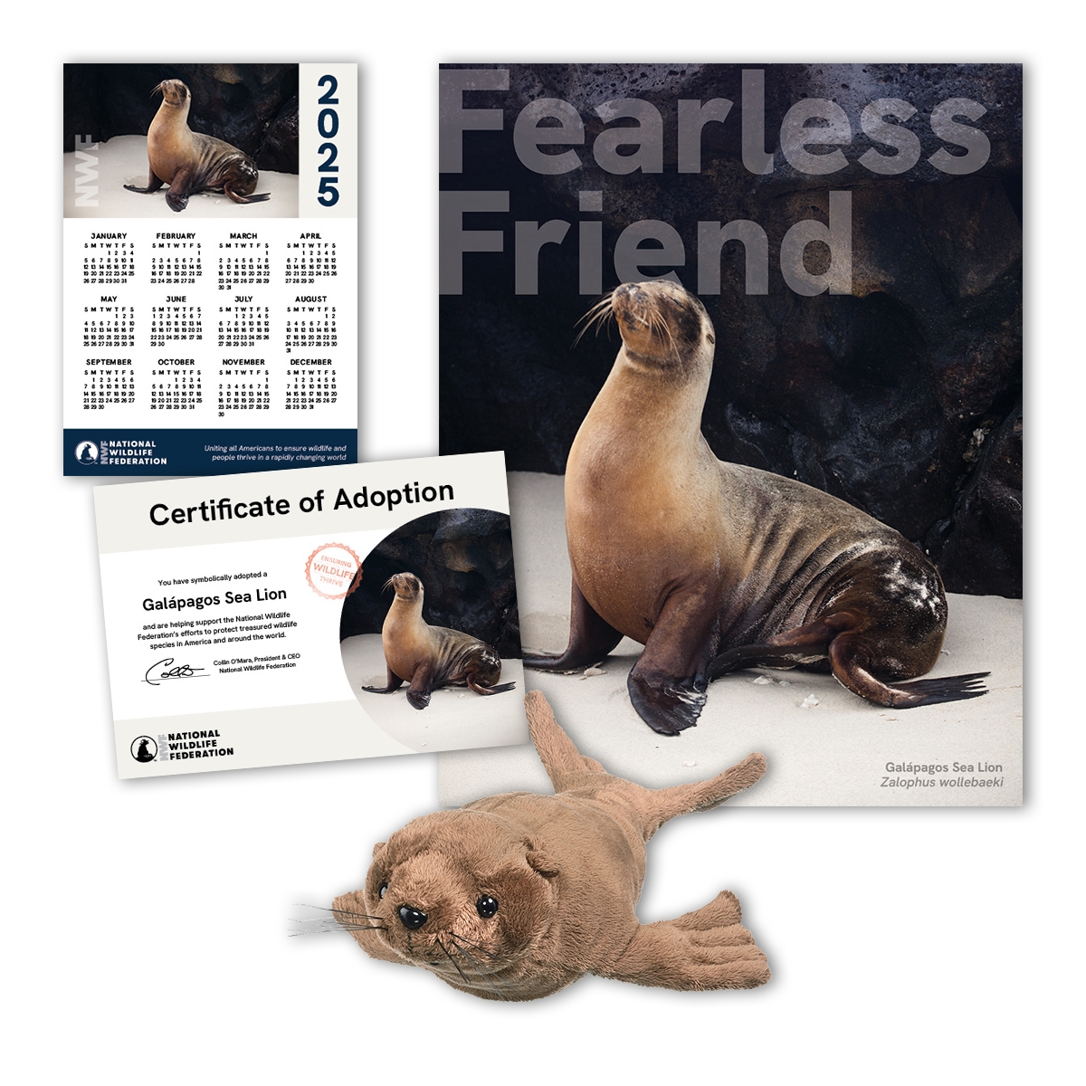 Adopt a Galapagos Sea Lion