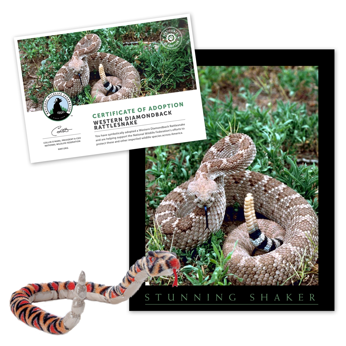 Adopt a Western Diamond-backed Rattlesnake