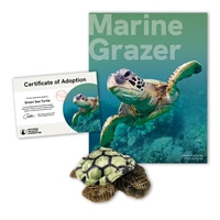 Adopt a Green Sea Turtle - STUR40