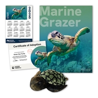 Adopt a Green Sea Turtle - STUR60