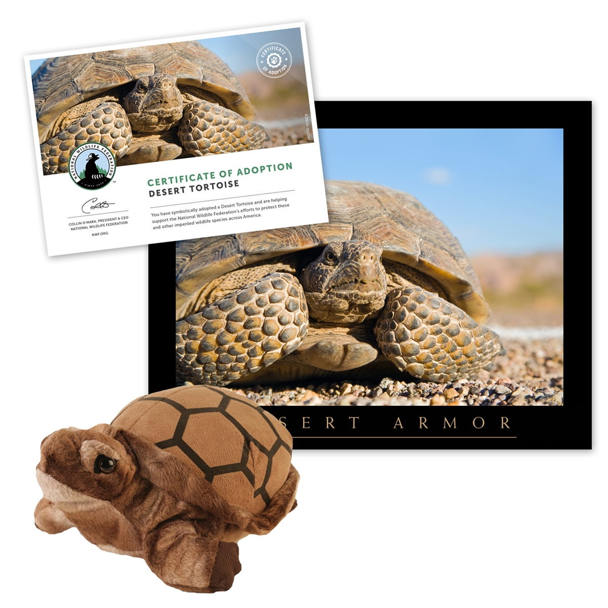 Adopt a Desert Tortoise