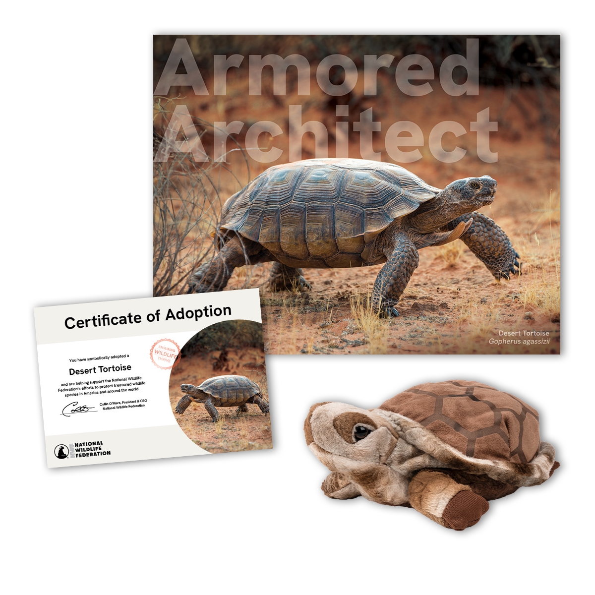 Adopt a Desert Tortoise