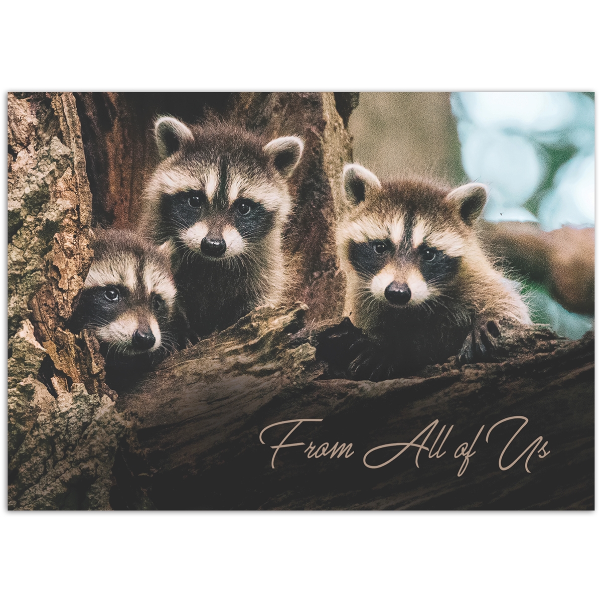 From All of Us Raccoons Holiday Cards