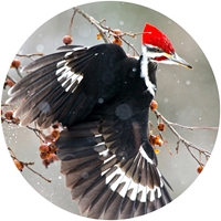 Pileated Woodpecker Envelope Seal - NWF10554S