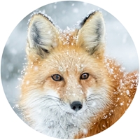 Red Fox in the Snow Envelope Seal
