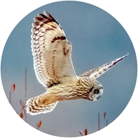 Short-Eared Owl Envelope Seal - NWF10709S