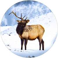 Elk in the Sun Envelope Seal - NWF10711S