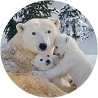 Polar Bear and Cubs Envelope Seal - NWF10714S