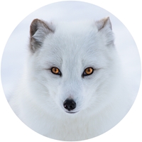 Arctic Fox Envelope Seal - NWF10718S