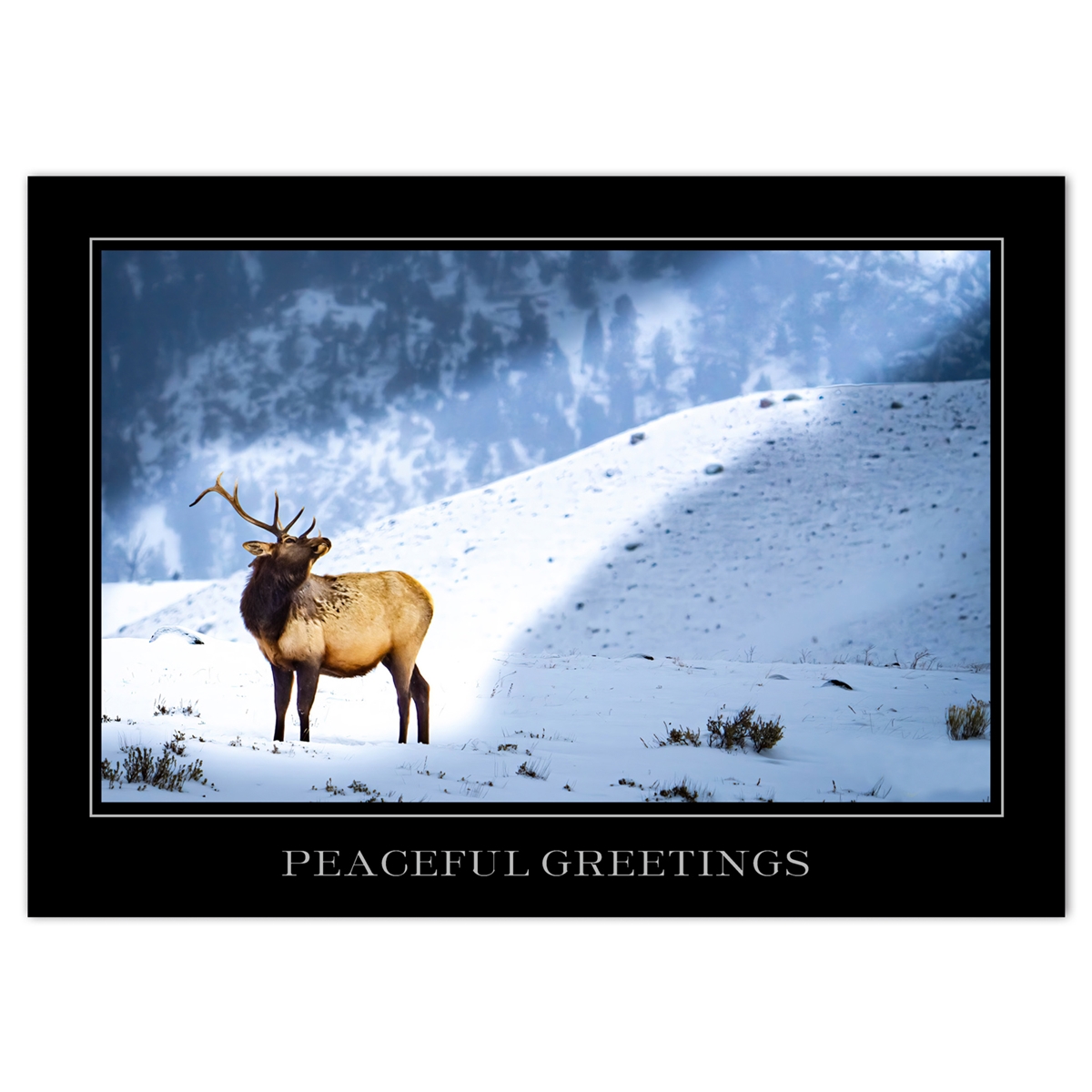 Elk in the Sun Holiday Cards