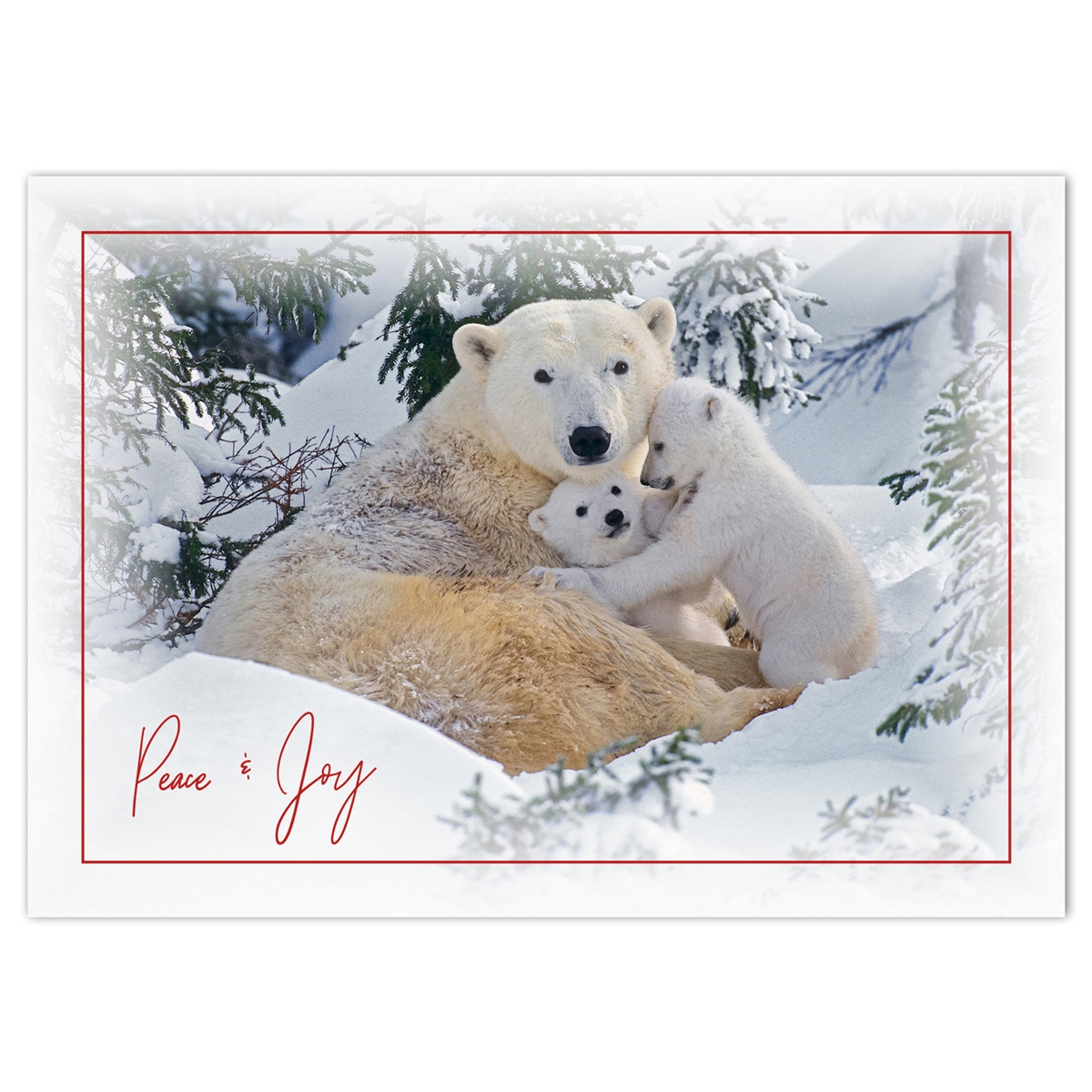 Polar Bear and Cubs Holiday Cards