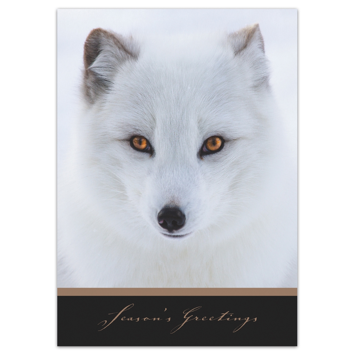 Arctic Fox Holiday Cards