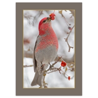 Male Pine Grosbeak Holiday Cards - NWF10698-BUNDLE