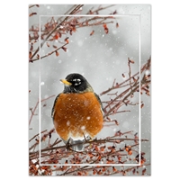 Robin and Berries Holiday Cards