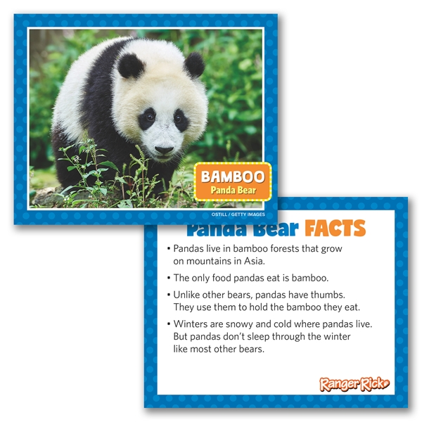Alternate view:ALT3 of Ranger Rick Eco-Friendly Adoption Kit - Panda