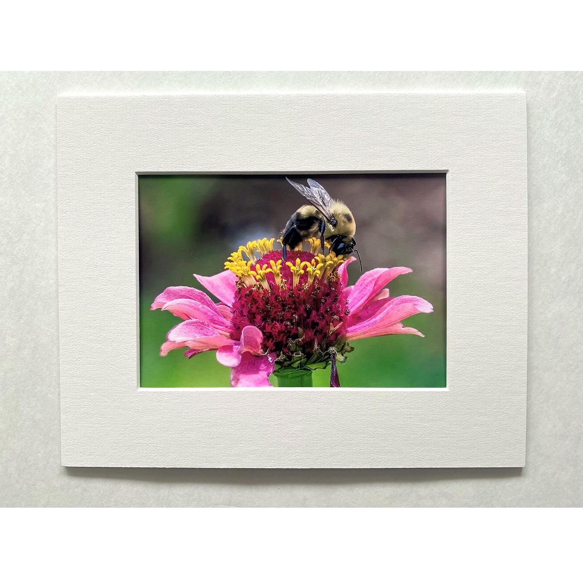 Limited Edition Bumblebee Photographic Print