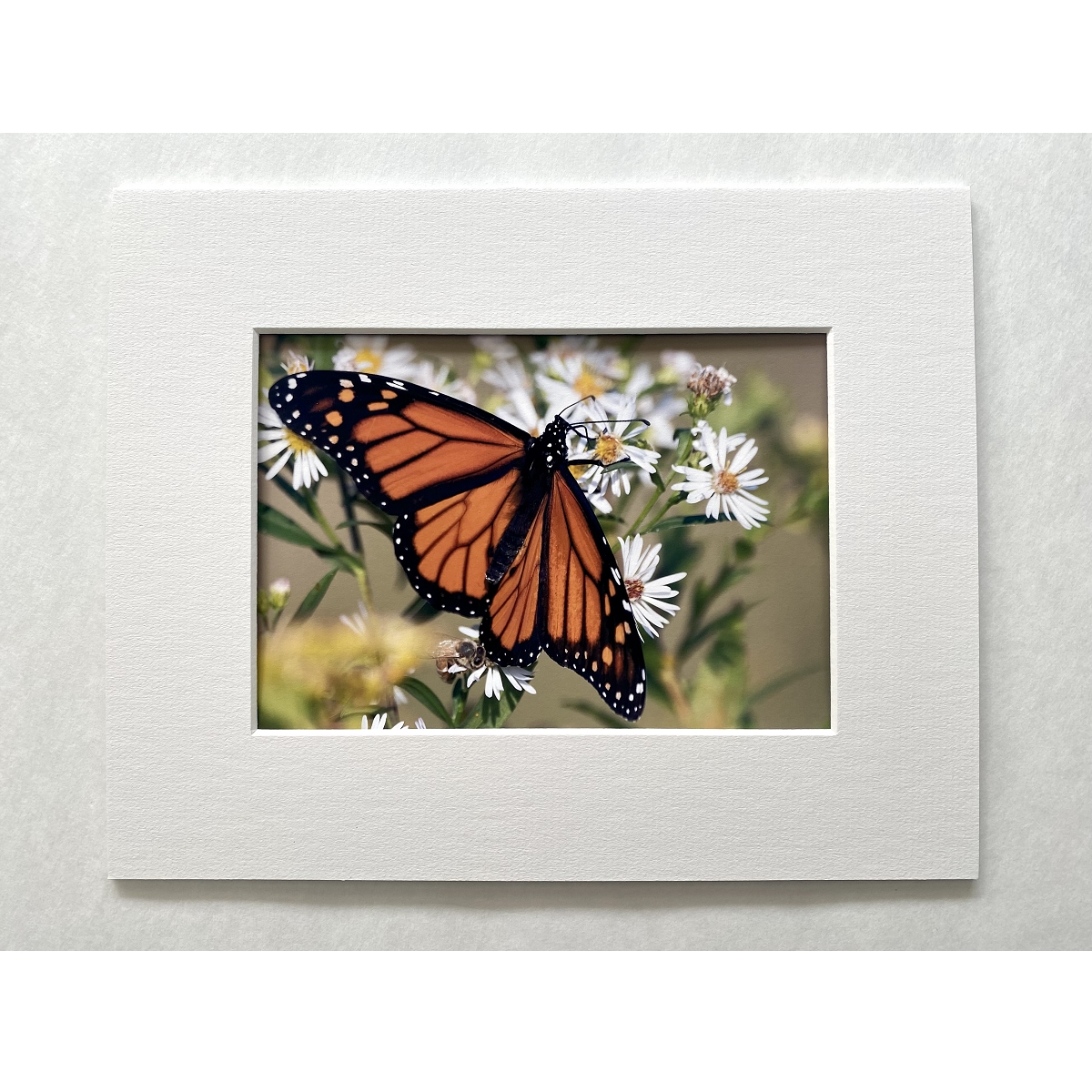 Limited Edition Monarch Butterfly Photographic Print