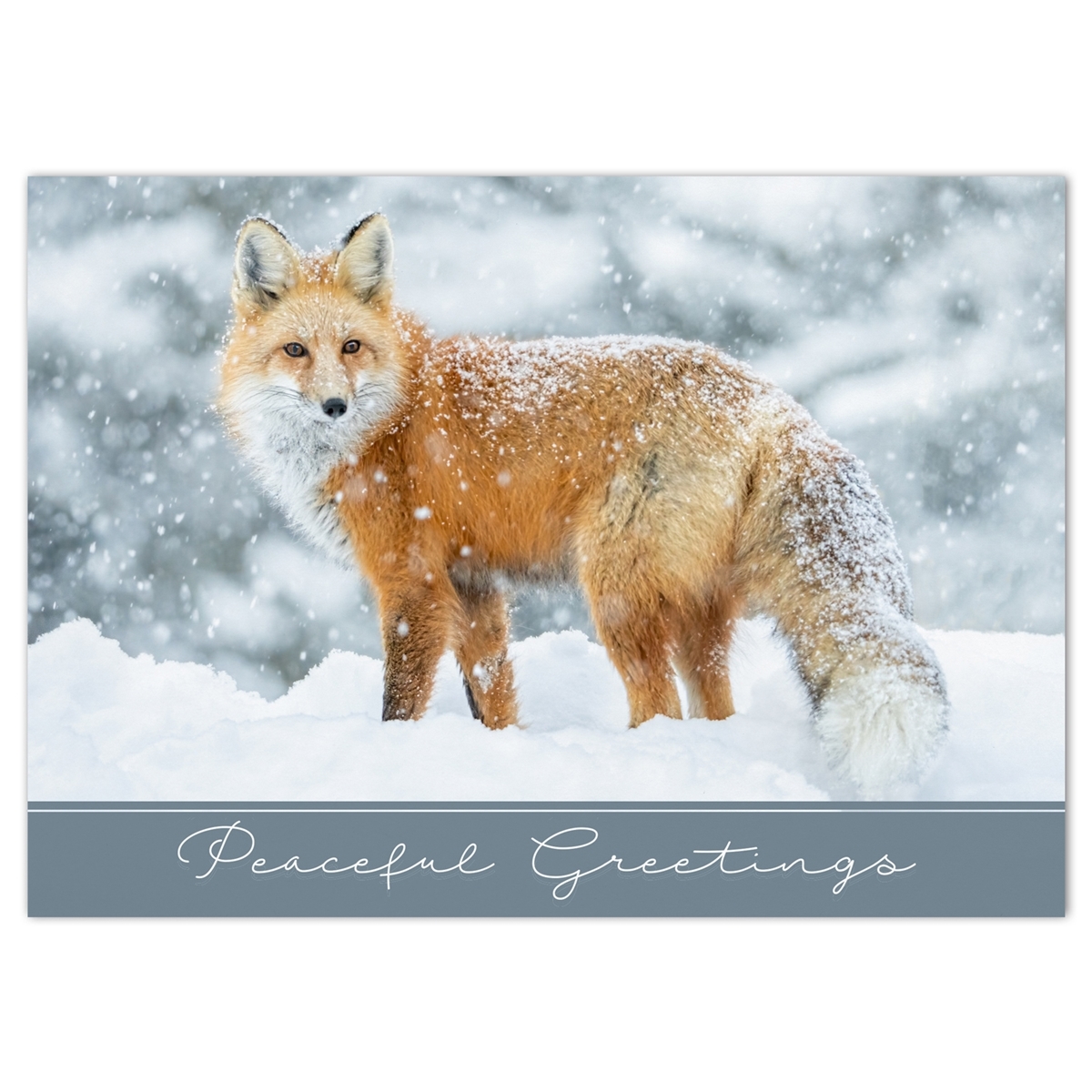 Red Fox in Falling Snow Cards