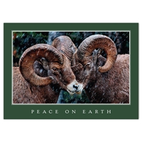 Rams Holiday Cards - NWF11129