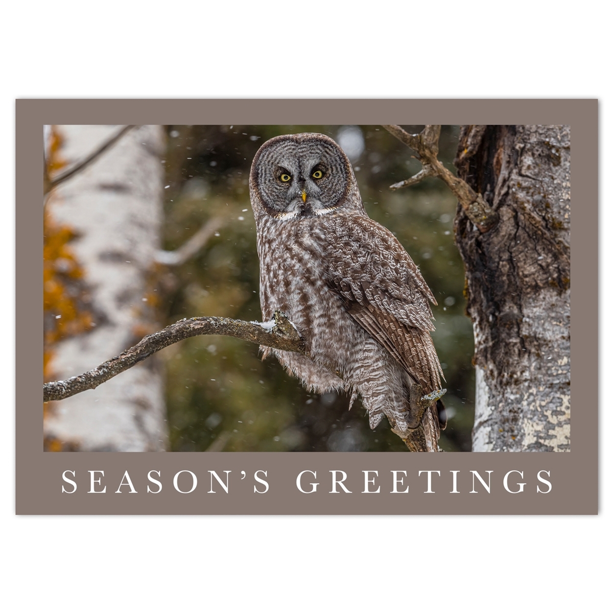 Gray Owl at Gooseberry Falls Cards