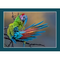 Macaw Morning Preening Cards - Standard - NWF10800V