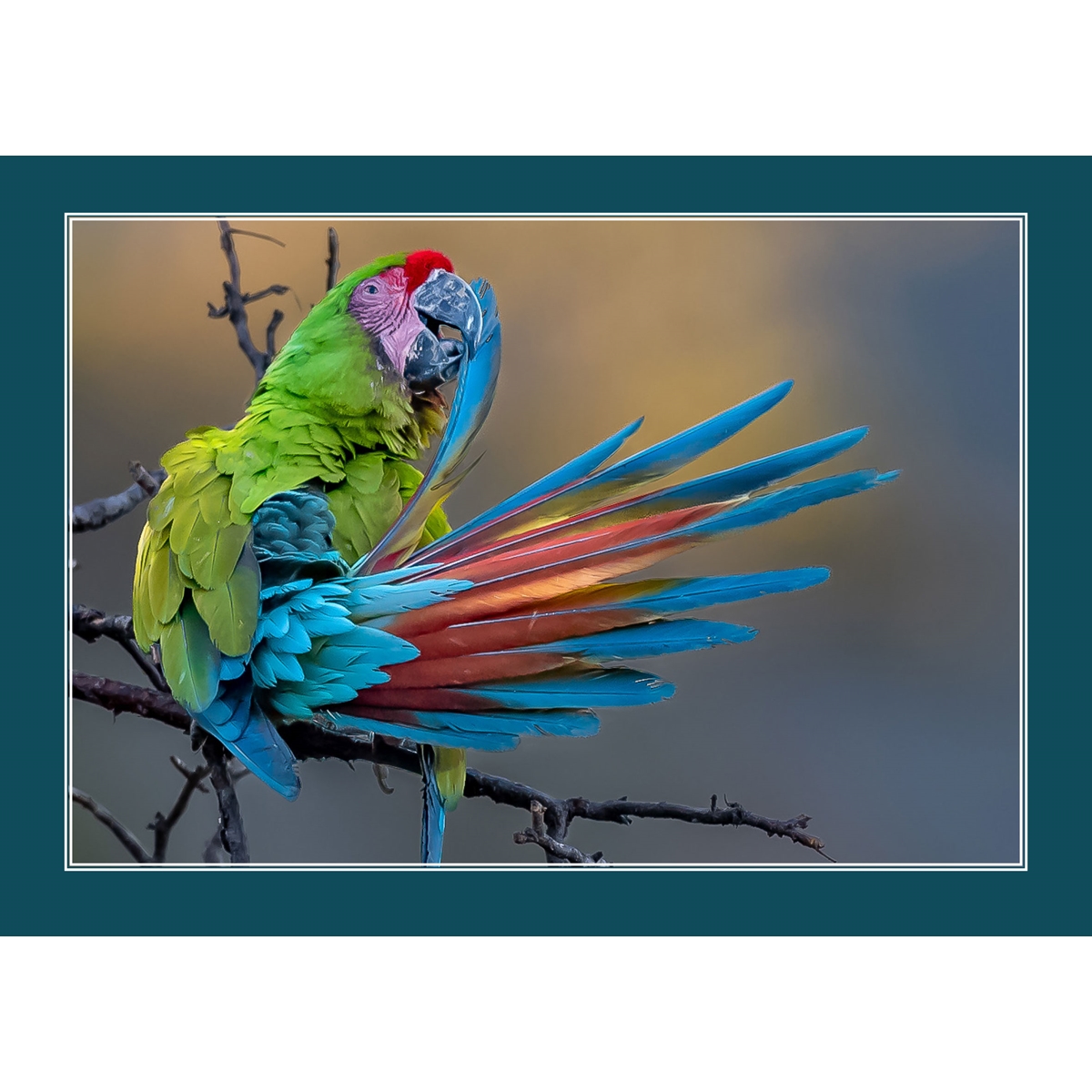 Macaw Morning Preening Cards