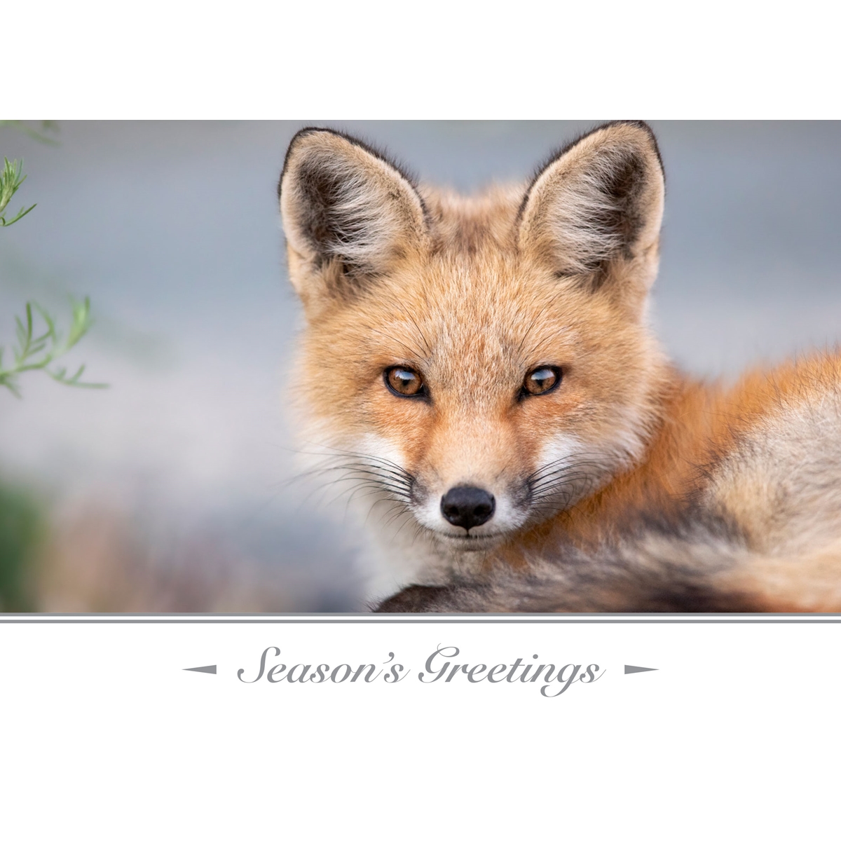 Red Fox Kit Cards